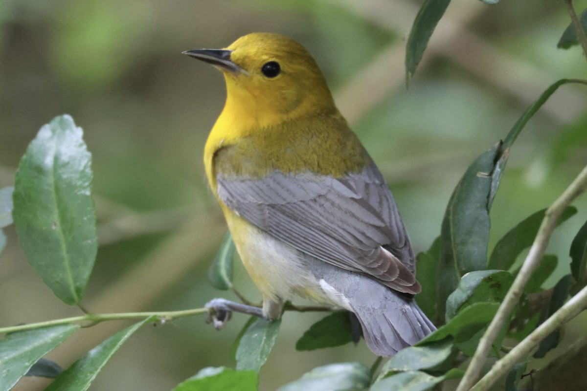 Prothonotary Warbler - ML617917655