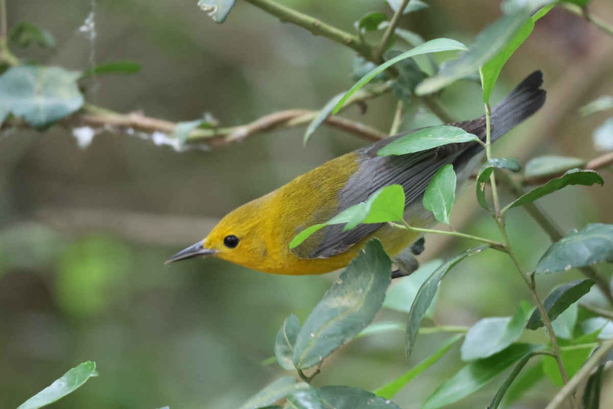 Prothonotary Warbler - ML617917656