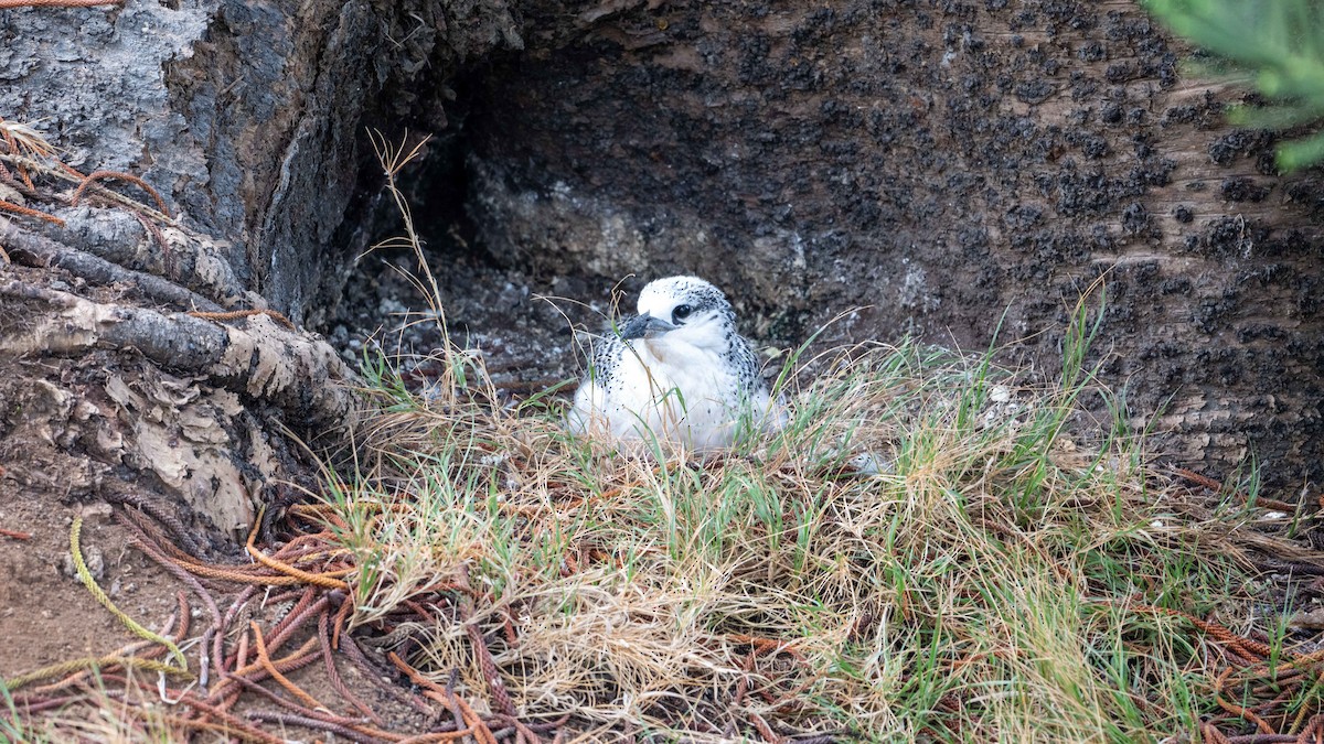 Red-tailed Tropicbird - ML617917668