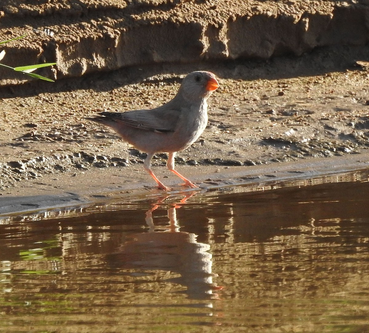 Trumpeter Finch - Paco Chiclana