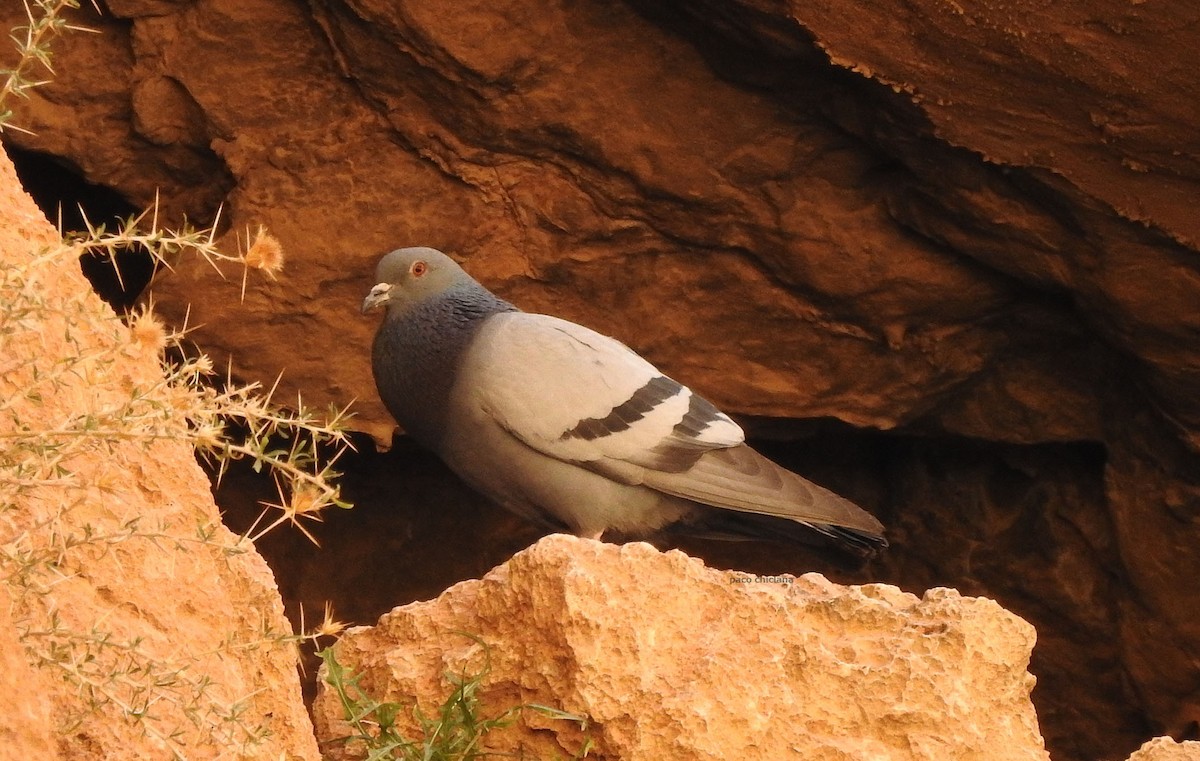 Rock Pigeon (Wild type) - Paco Chiclana