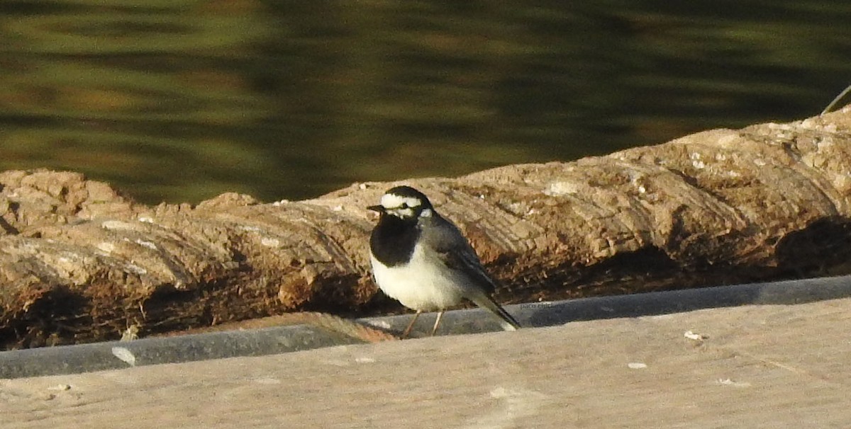 White Wagtail (Moroccan) - ML617917701
