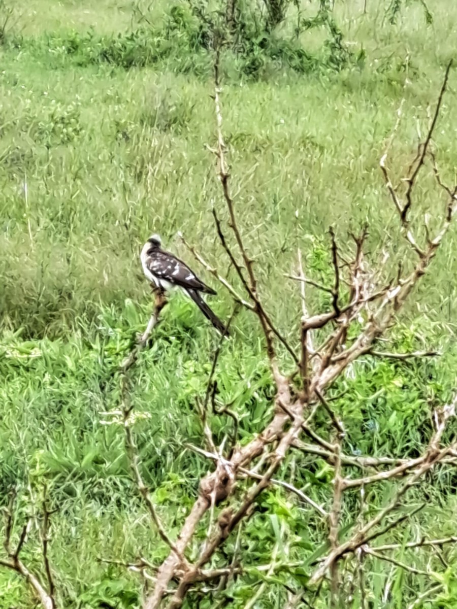 Great Spotted Cuckoo - ML617917703