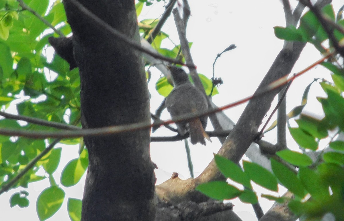 Rusty-tailed Flycatcher - Adil Chowdhury
