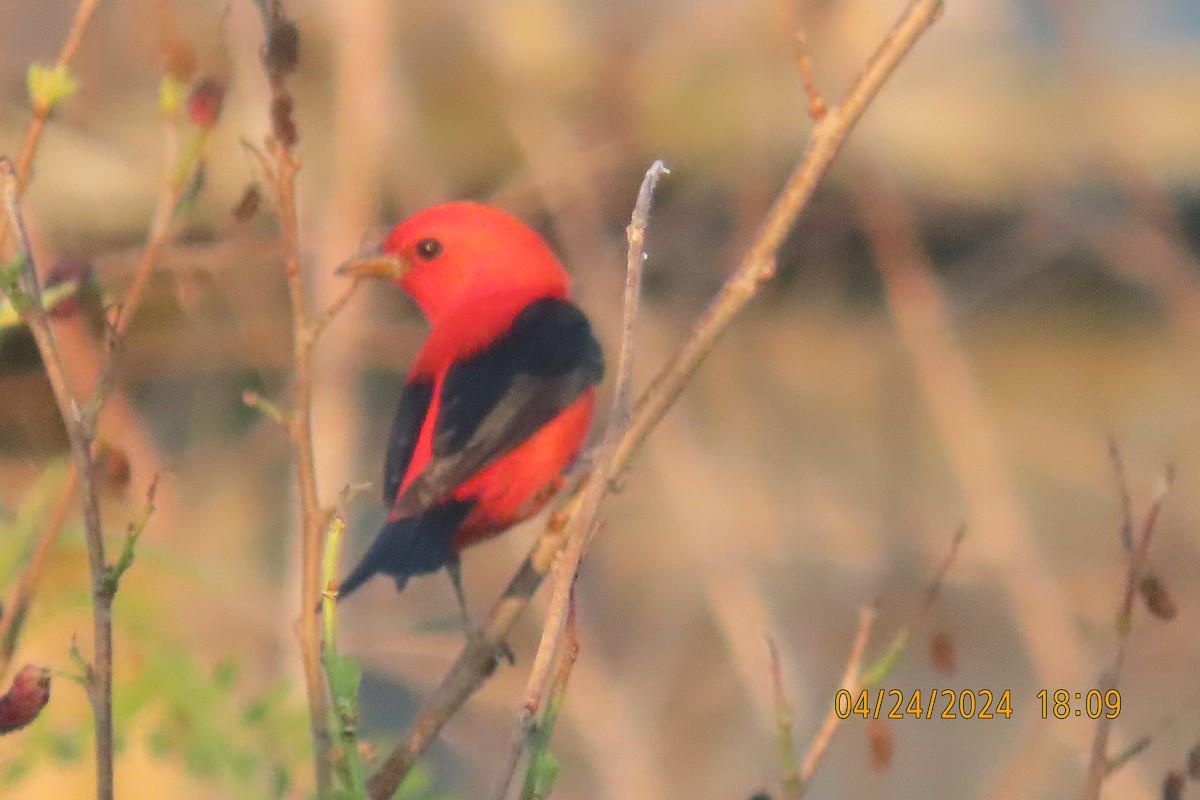 Scarlet Tanager - ML617917742
