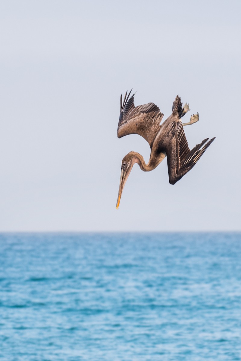 Brown Pelican (Galapagos) - ML617917765