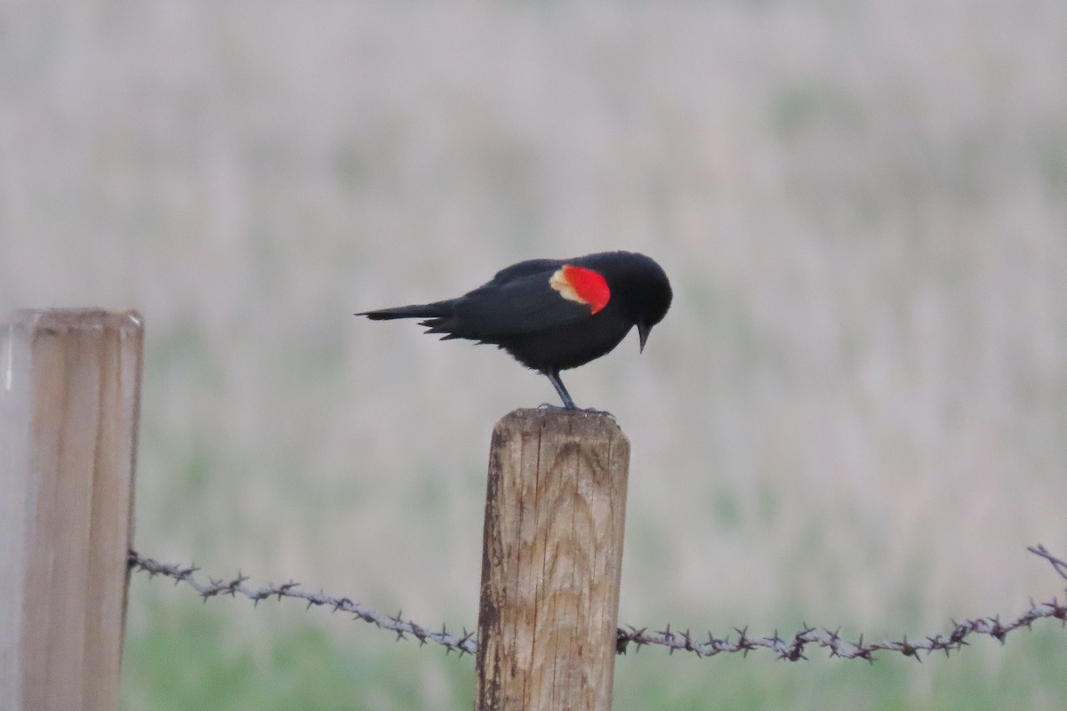 Red-winged Blackbird - ML617917790