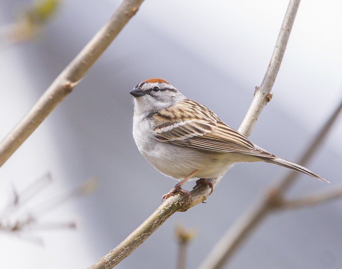 Chipping Sparrow - ML617917797