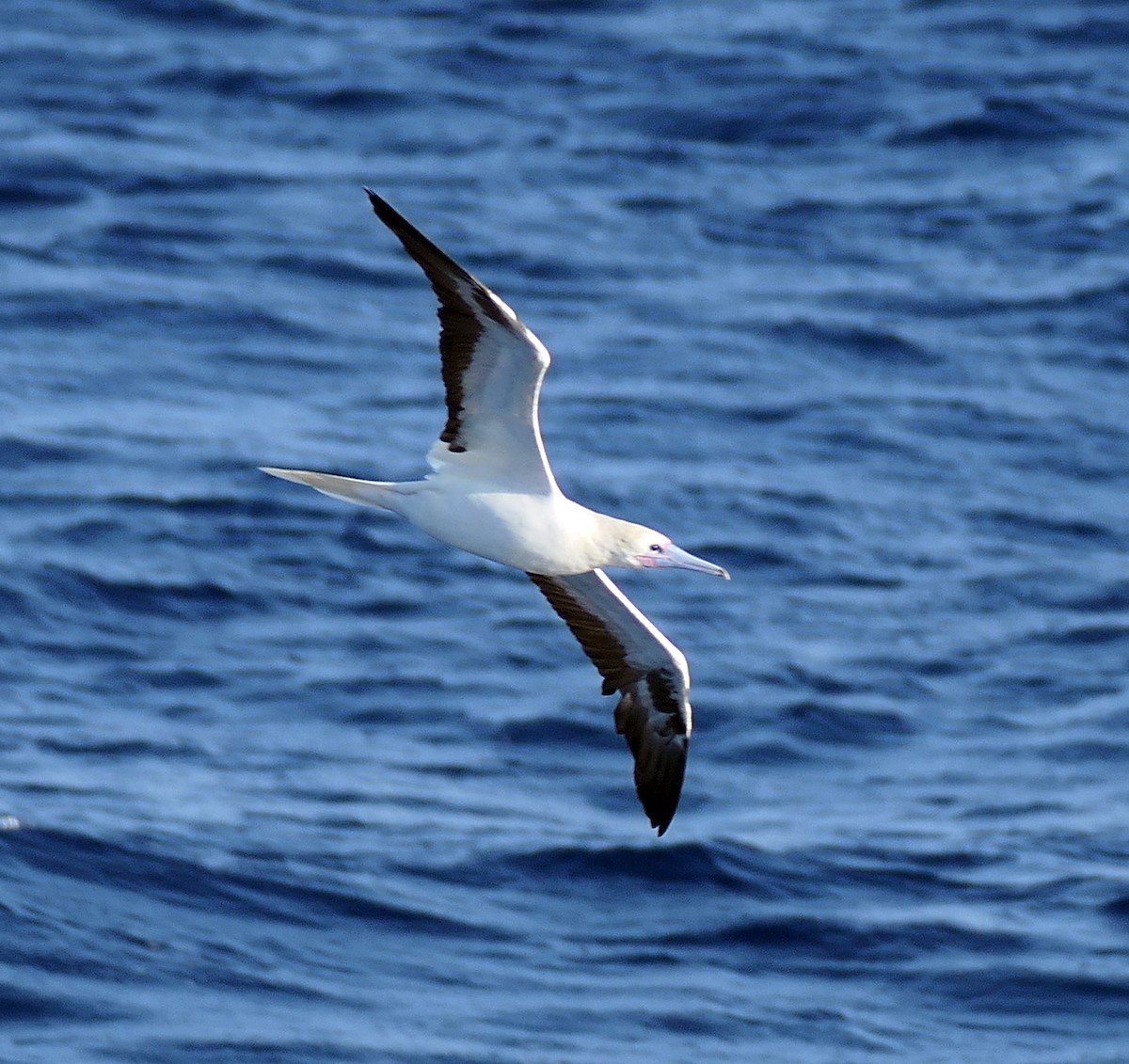 Red-footed Booby - ML617917801