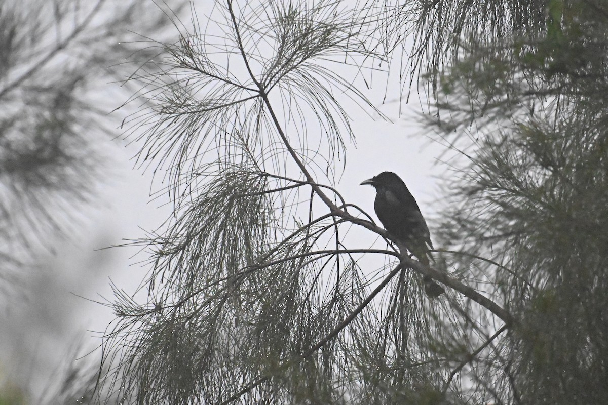 Hair-crested Drongo - Ting-Wei (廷維) HUNG (洪)