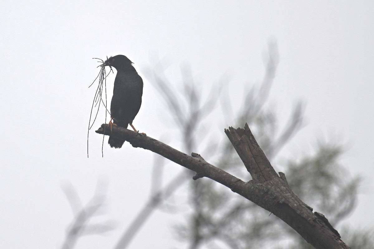 Crested Myna - Ting-Wei (廷維) HUNG (洪)
