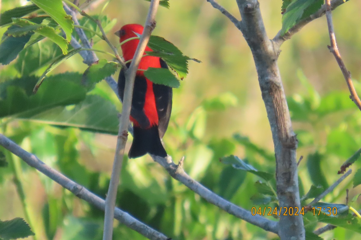 Scarlet Tanager - ML617917853
