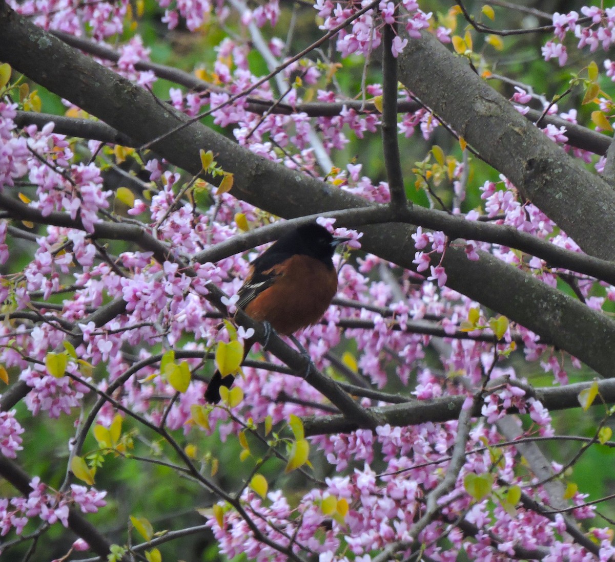 Orchard Oriole - ML617917865