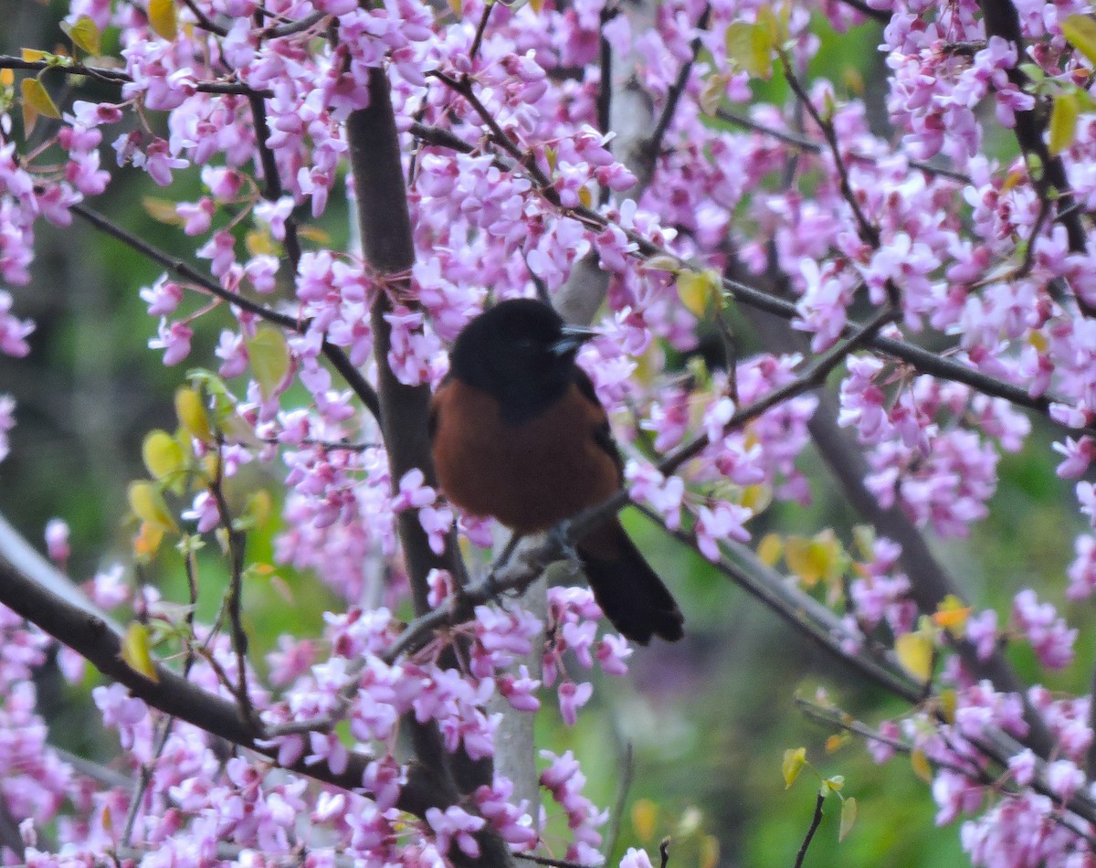 Orchard Oriole - ML617917868