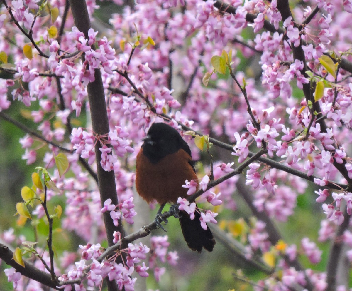 Orchard Oriole - ML617917870