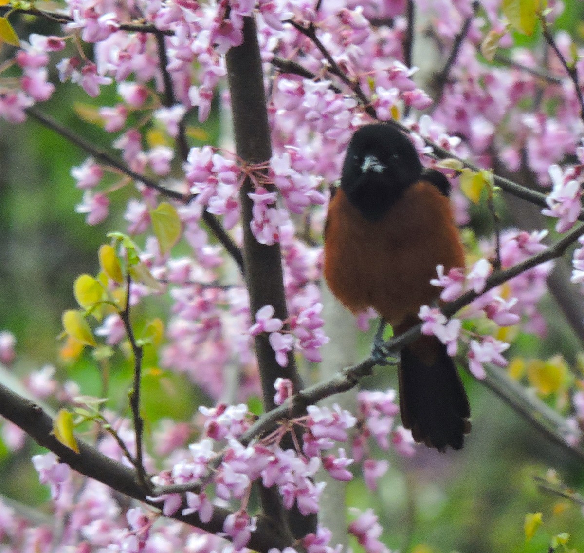 Orchard Oriole - ML617917872