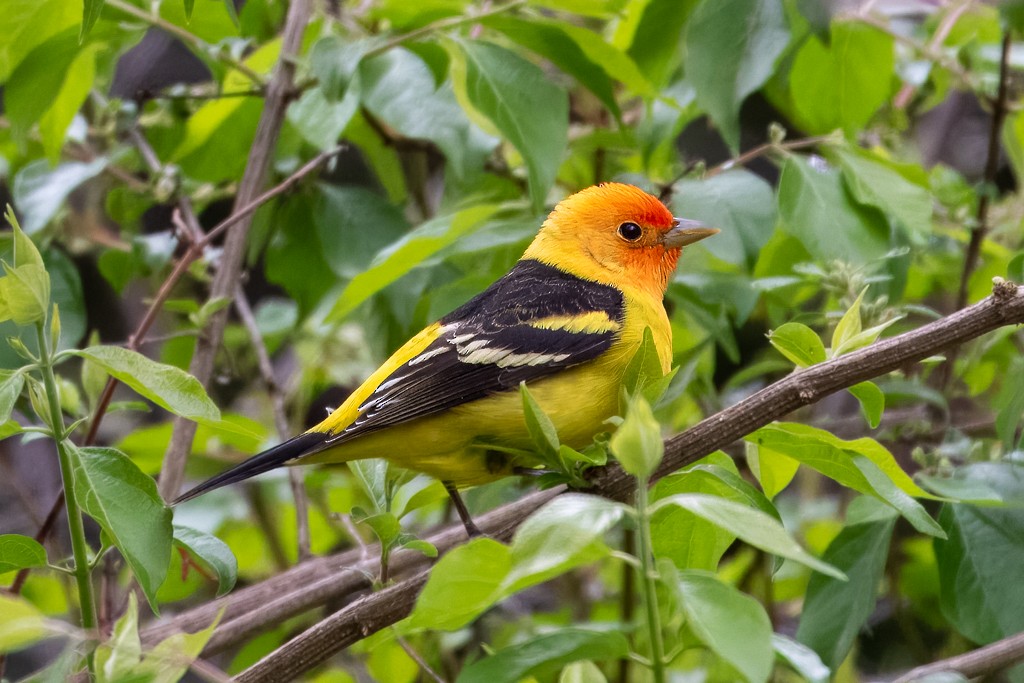 Western Tanager - ML617917873