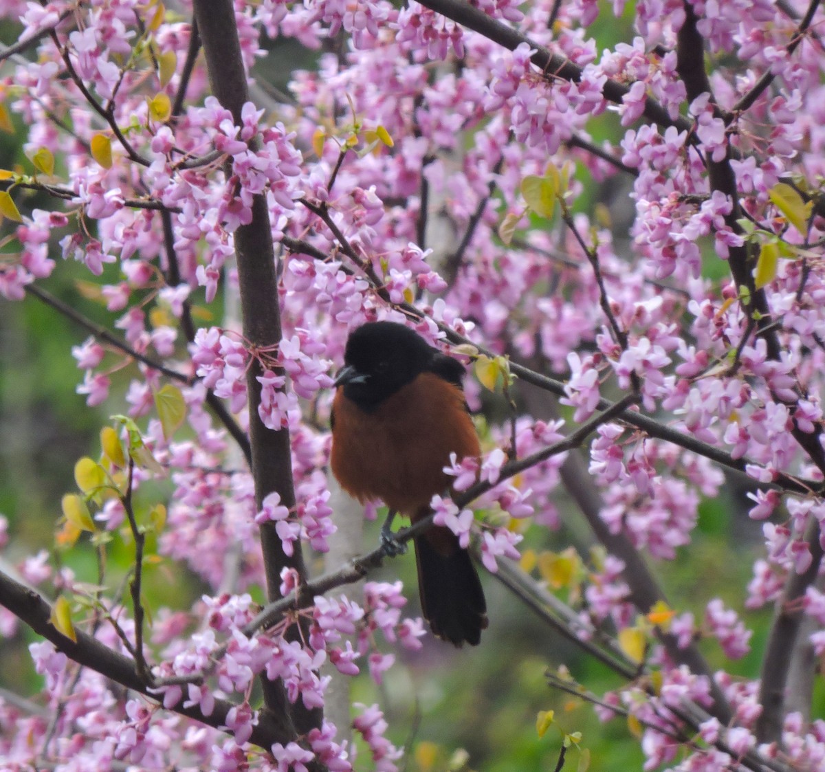 Orchard Oriole - ML617917875