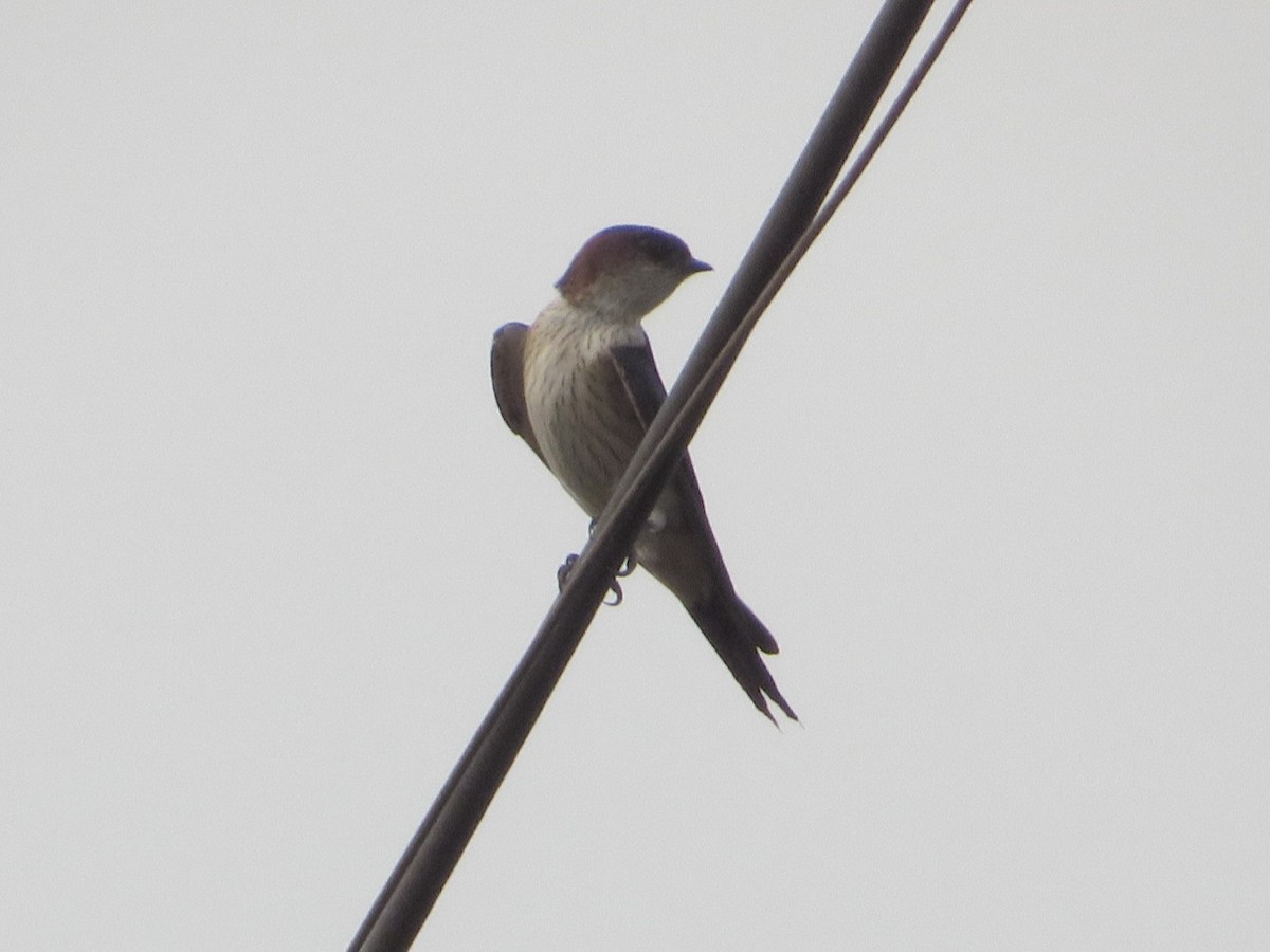 Red-rumped Swallow - ML617917882