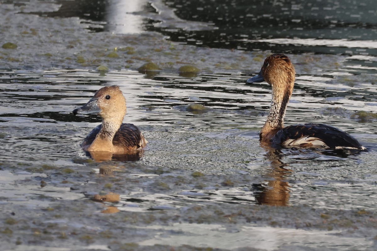 Fulvous Whistling-Duck - ML617917925