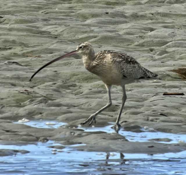 Long-billed Curlew - ML617917947