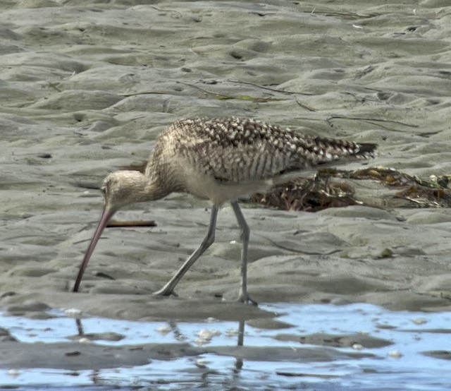 Long-billed Curlew - ML617917948