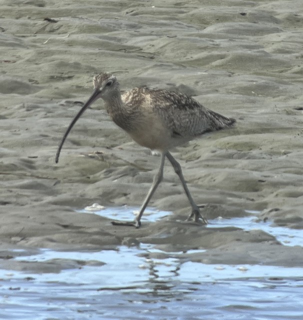 Long-billed Curlew - ML617917949