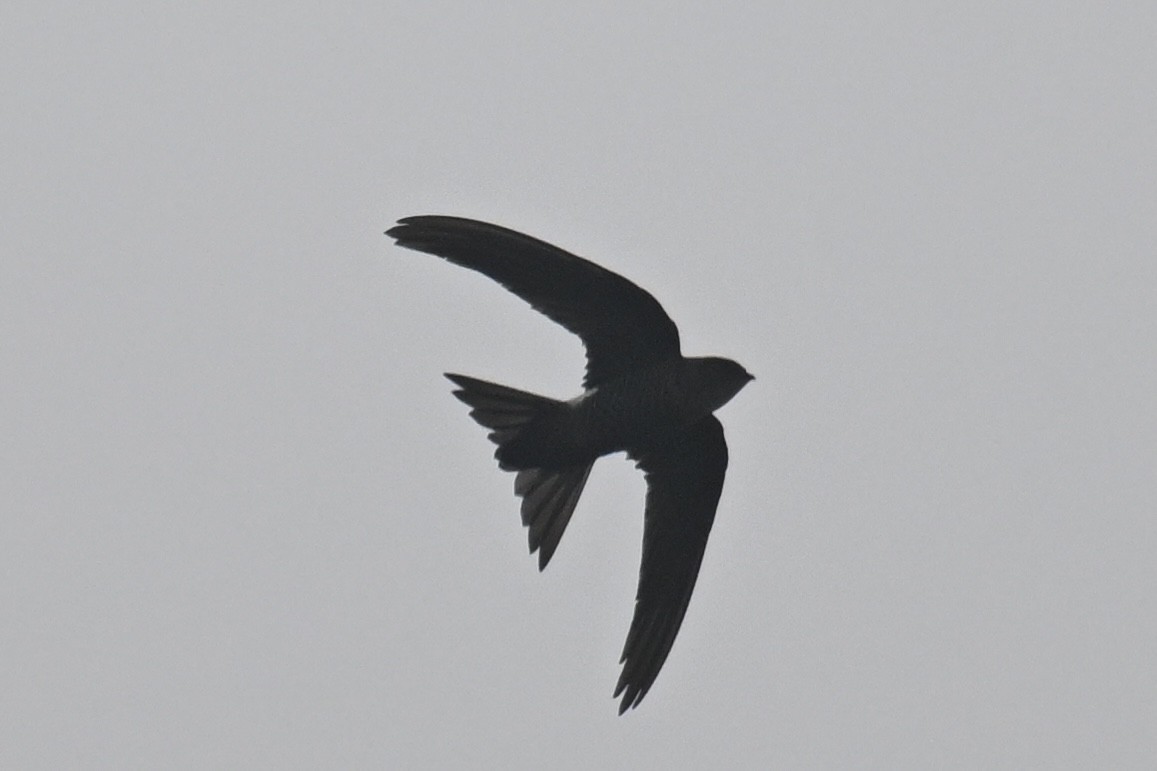 Pacific Swift - Ting-Wei (廷維) HUNG (洪)