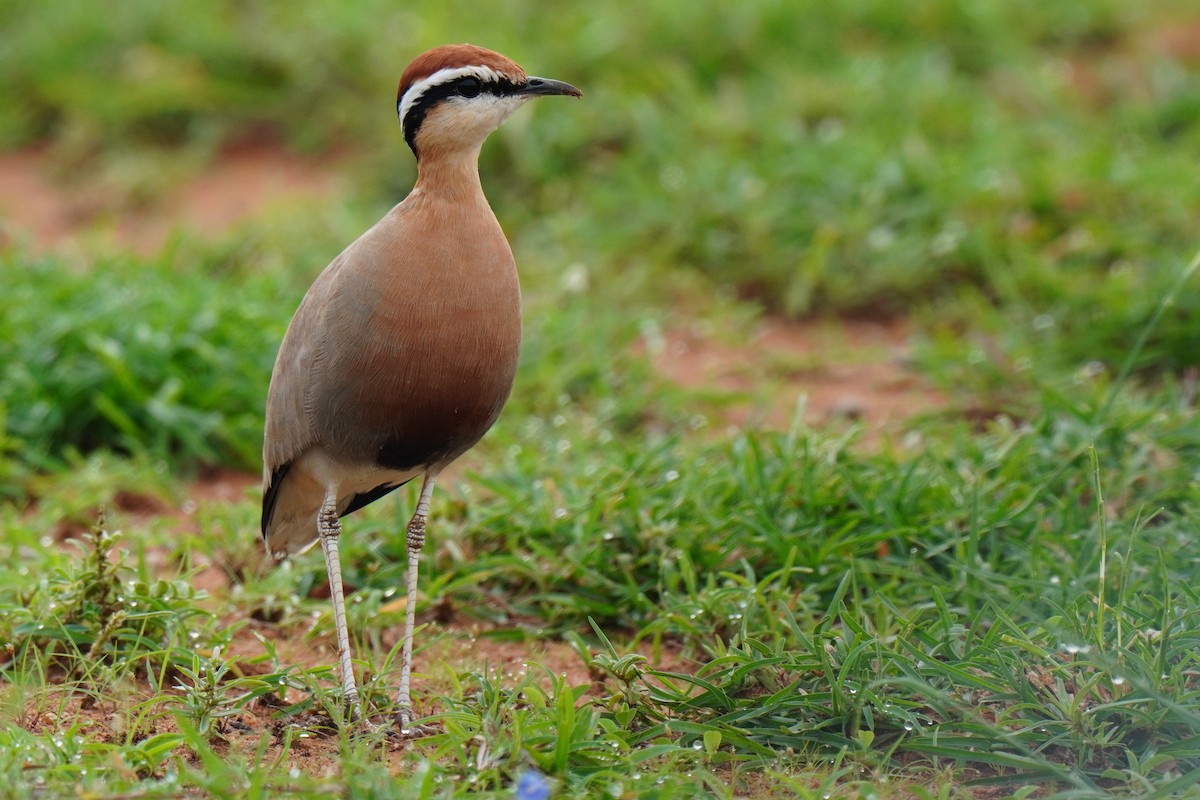 Indian Courser - ML617917986