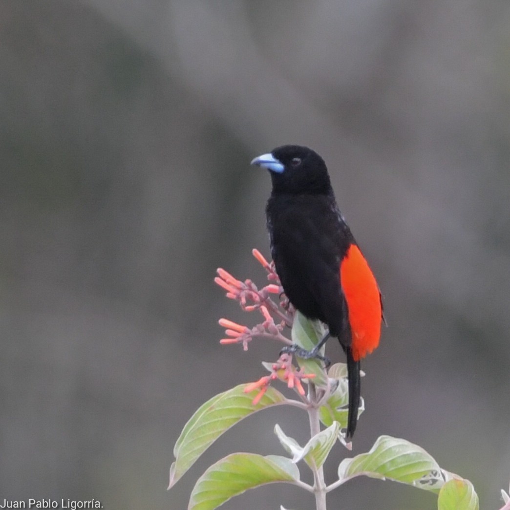Scarlet-rumped Tanager - ML617918014
