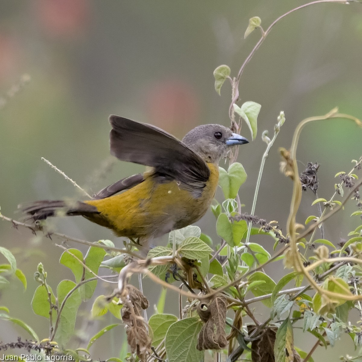 Scarlet-rumped Tanager - ML617918015
