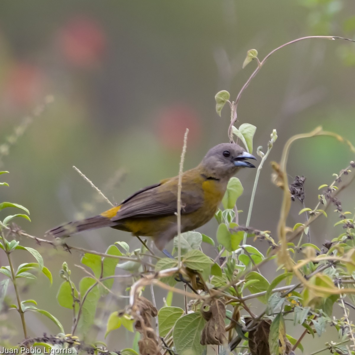 Scarlet-rumped Tanager - ML617918016