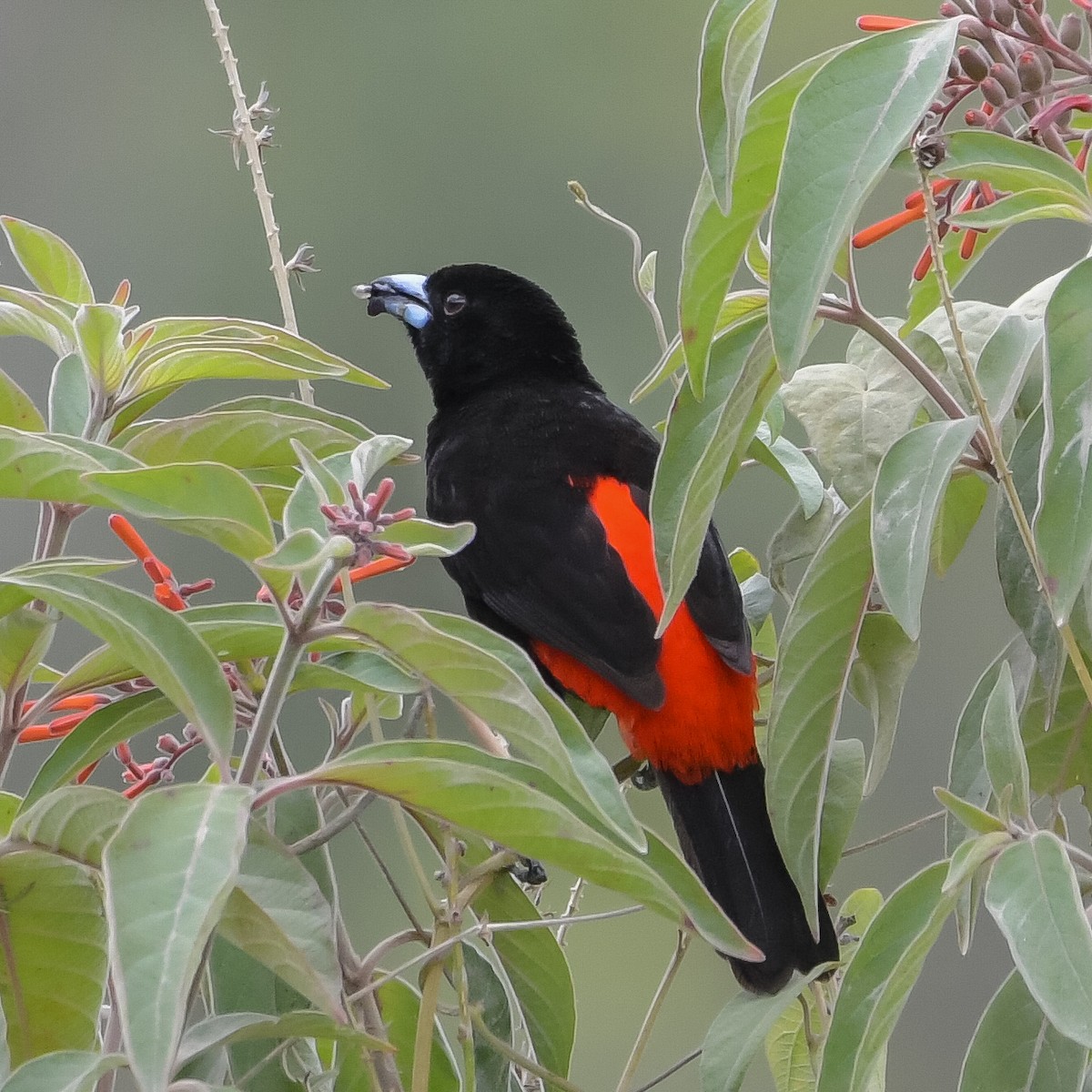 Scarlet-rumped Tanager - ML617918018