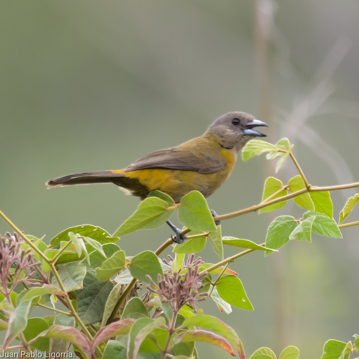 Scarlet-rumped Tanager - ML617918020