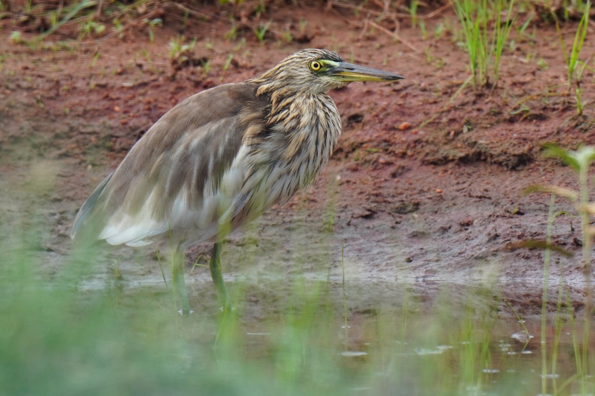 Indian Pond-Heron - Sundar Muruganandhan