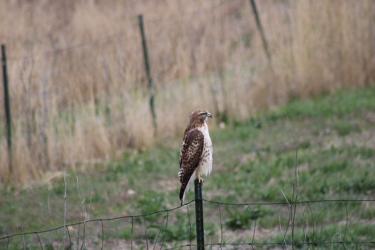 Red-tailed Hawk - ML617918035