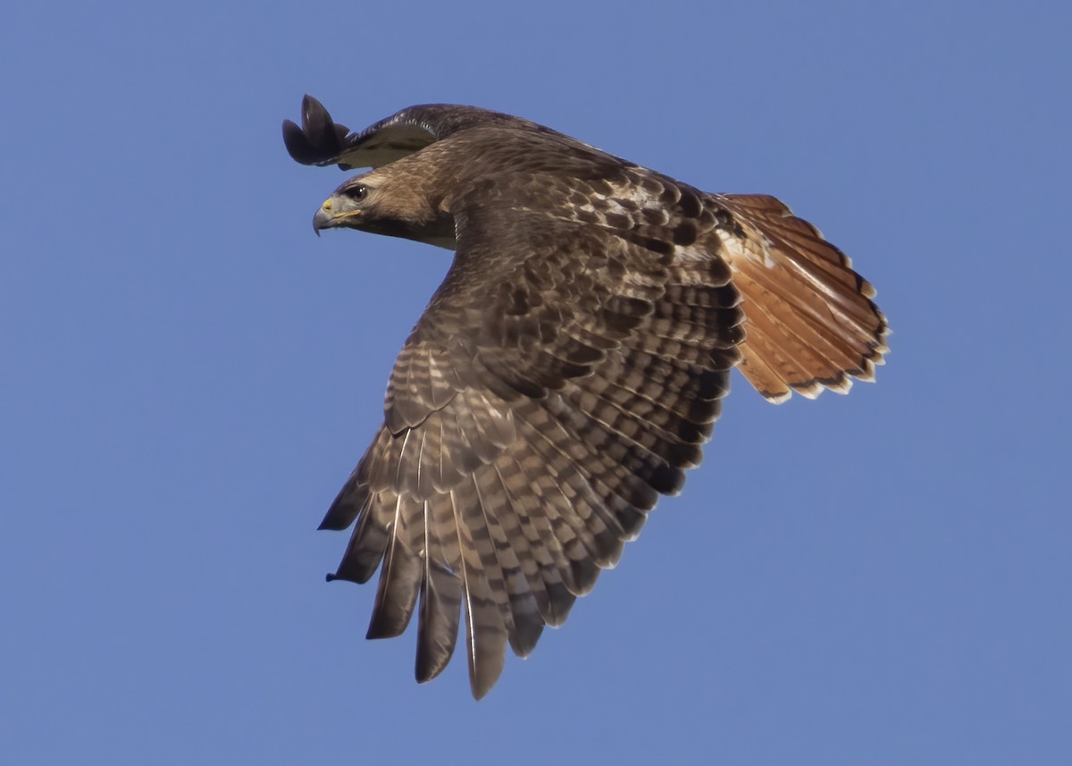 Red-tailed Hawk - ML617918036