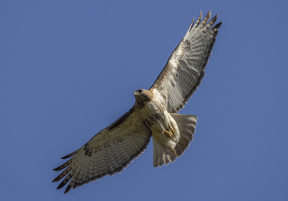 Red-tailed Hawk - ML617918037
