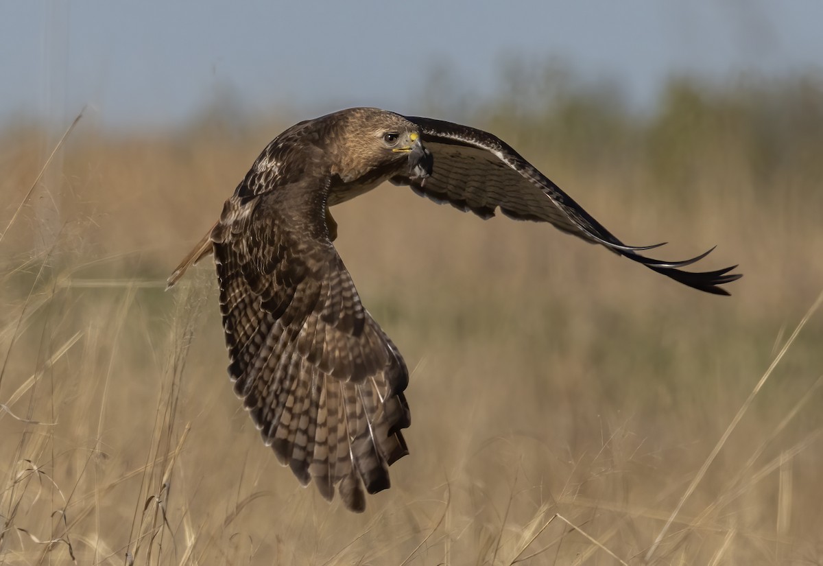 Red-tailed Hawk - ML617918038