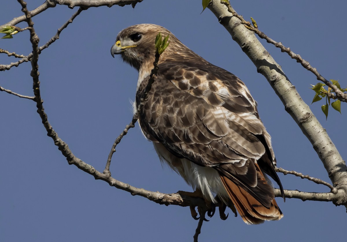 Red-tailed Hawk - ML617918039
