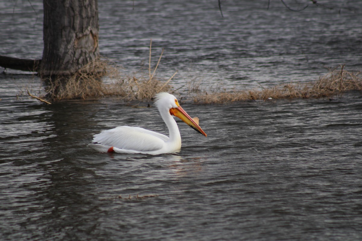 American White Pelican - Dan Mackesy