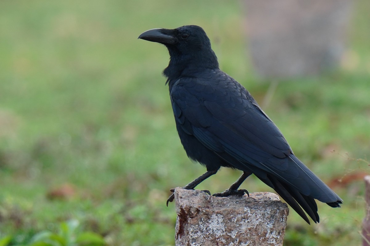 Large-billed Crow - ML617918071