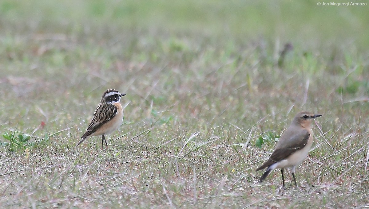 Whinchat - ML617918073