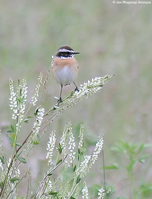 Whinchat - ML617918074
