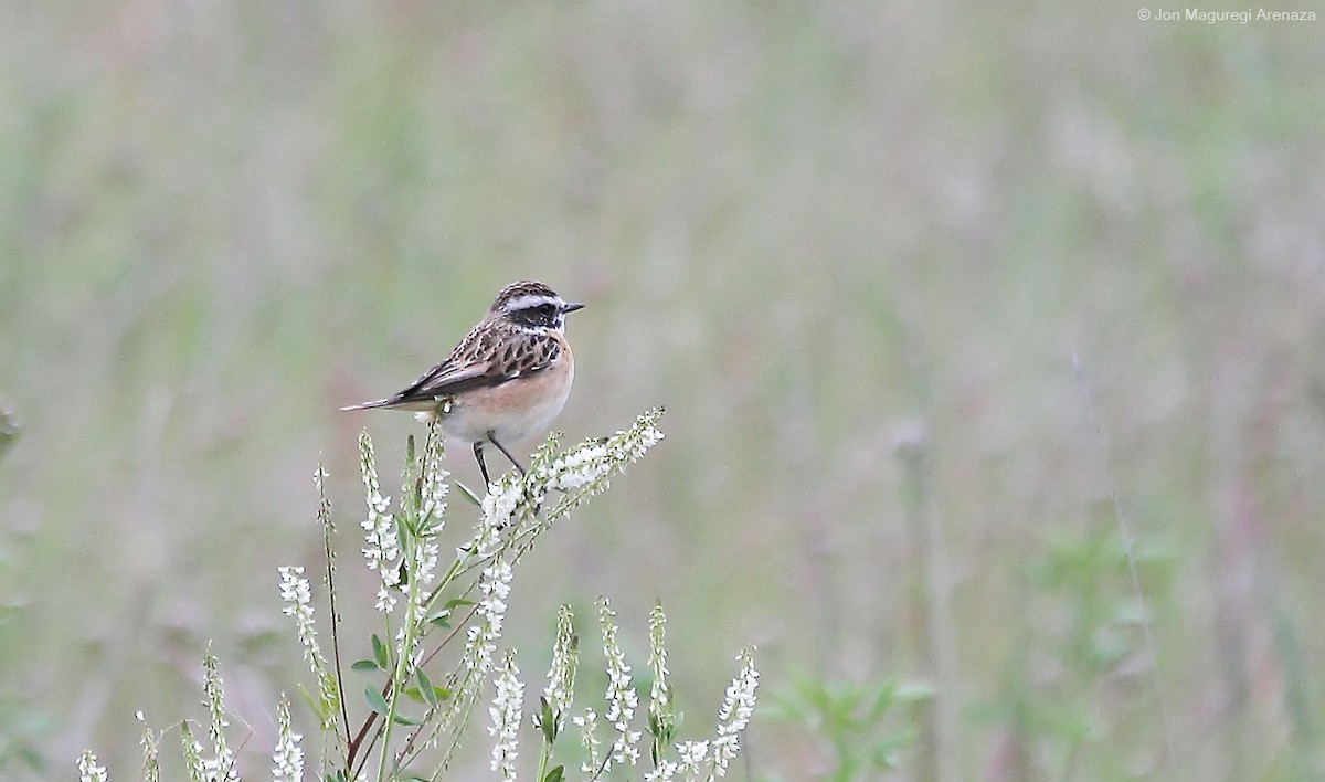 Whinchat - ML617918075