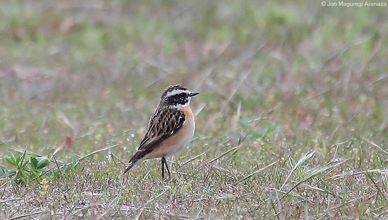 Whinchat - ML617918076