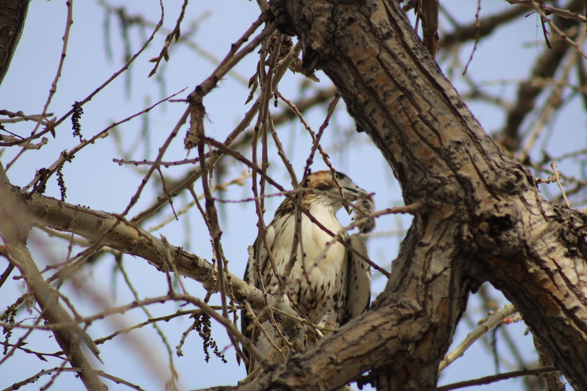 Red-tailed Hawk - ML617918092