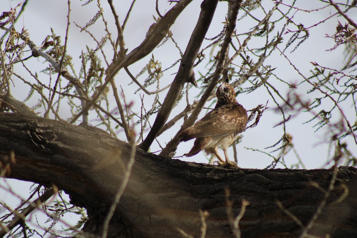 Red-tailed Hawk - ML617918093