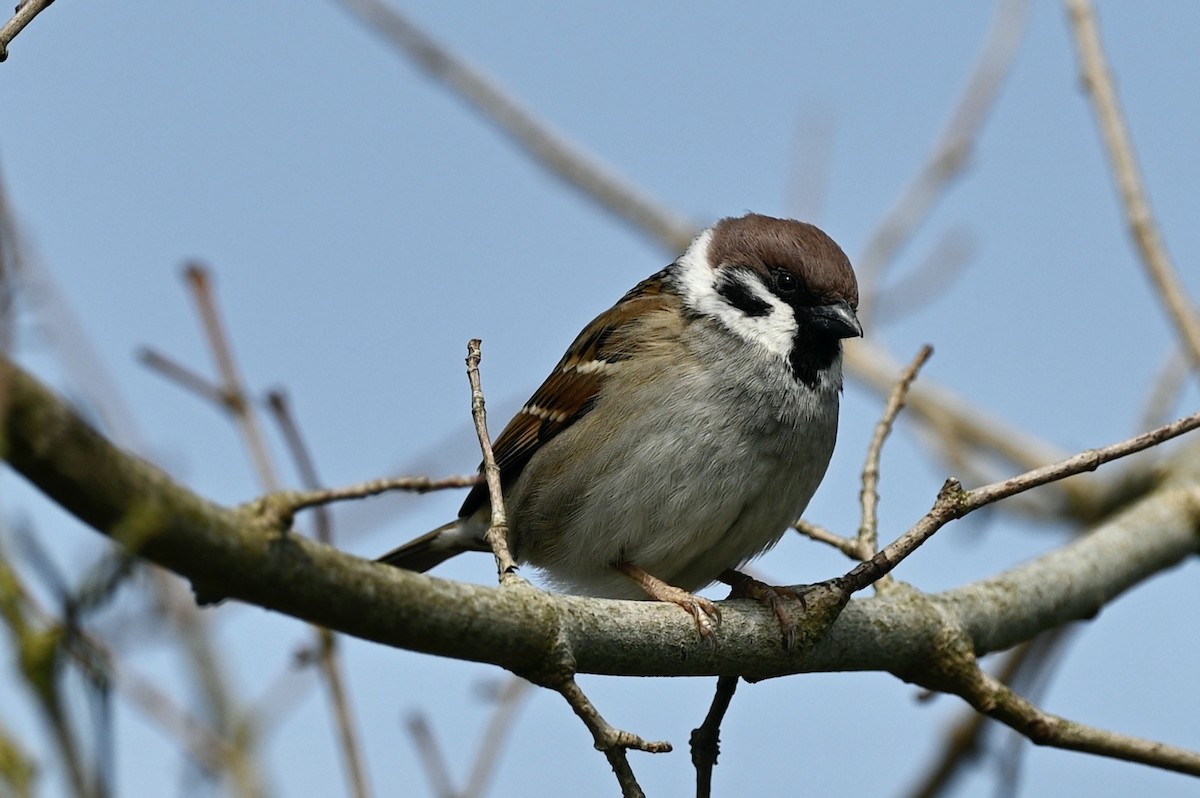 Eurasian Tree Sparrow - julie desrosiers