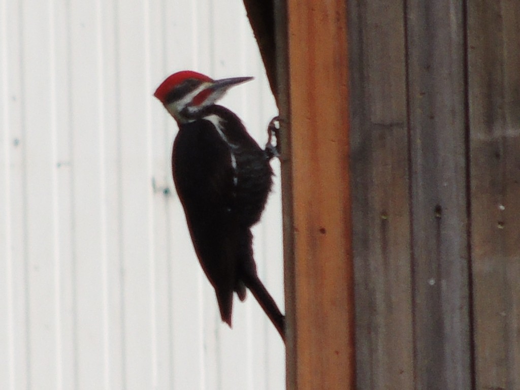 Pileated Woodpecker - ML617918102